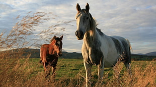 white-black and brown horses